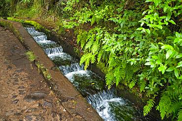 Hiking trail PR6 to the 25 springs, along water channel, Levada das 25 Fontes, in rainforest, Rabacal nature reserve, Island Madeira, Portugal, Europe