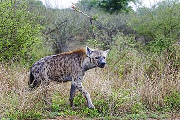 Spotted hyena (Crocuta crocuta), Kruger National Park, South Africa, Africa