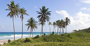 Playas de Este, palm trees, beach sea, Havana, Cuba, Central America