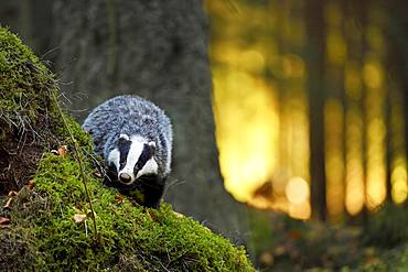 European badger (Meles meles), in the morning light on moss-covered hills standing in the forest, captive, Bohemian Forest, Czech Republic, Europe