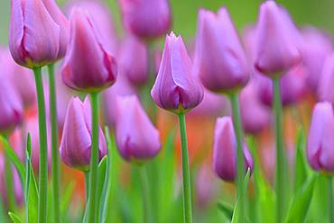 Tulips (Tulipa), bed with purple flowers, North Rhine-Westphalia, Germany, Europe