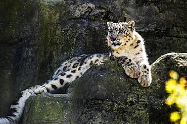 Snow leopard (Panthera uncia), captive Switzerland