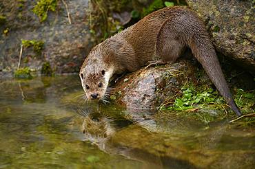 European otter (Lutra lutra), female sitting on stone on the bank of a pond, captive, Switzerland, Europe