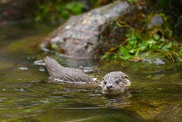 European otter (Lutra lutra), young animal swimming in a pond, captive, Switzerland, Europe