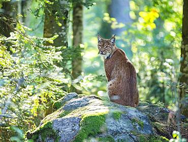 Lynx (Lynx lynx) sits on a rock, captive, Bavaria, Germany, Europe