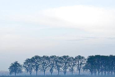 Row of trees in fog, bare trees, Lower Rhine, North Rhine-Westphalia, Germany, Europe