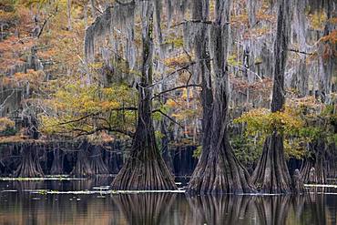 Bald cypresses (Taxodium distichum) with Spanish moss (Tillandsia usneoides) in autumn, Atchafalaya Basin, Louisiana, USA, North America