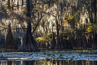 Bald cypresses (Taxodium distichum) in autumn with Spanish moss (Tillandsia usneoides), Atchafalaya Basin, Louisiana, USA, North America