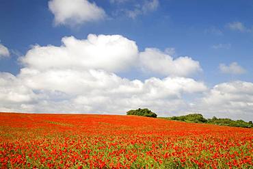 Blooming poppy field on the island of Ruegen, Mecklenburg-Western Pomerania, Germany, Europe