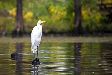 Great egret (Ardea alba) sits on tree stump in water, Atchafalaya Basin, Louisiana, USA, North America