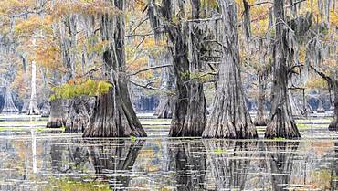 Bald cypresses (Taxodium distichum) in autumn with Spanish moss (Tillandsia usneoides), Atchafalaya Basin, Louisiana, USA, North America