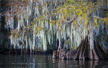 Bald cypress (Taxodium distichum) with Spanish moss (Tillandsia usneoides) in water, Atchafalaya Basin, Louisiana, USA, North America