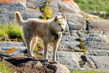 Greenland dog, Ilimanaq, Greenland, North America