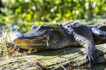 American alligator (Alligator mississippiensis), located on tree trunk, animal portrait, Atchafalaya Basin, Louisiana, USA, North America