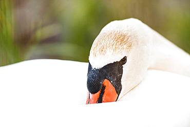 Resting swan (Cygnini), animal portrait, Altnau, Lake Constance, Thurgau, Switzerland, Europe