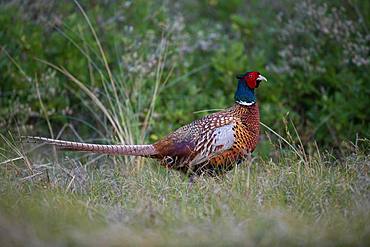 Pheasant (Phasianus colchicus), Texel, The Netherlands, Europe