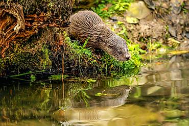 European otter (Lutra lutra), young animal standing on the bank of a pond, captive, Switzerland, Europe