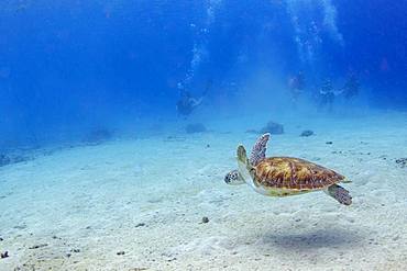 Green turtle (chelonia mydas) and divers at Playa Grandi, West Curacao, Curacao, South America