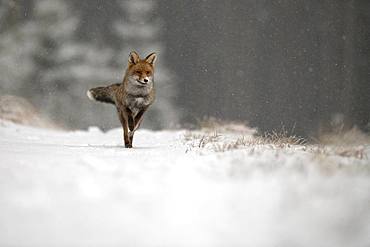 Red fox (Vulpes vulpes) in winter, running during snowfall, Eifel, Rhineland-Palatinate, Germany, Europe