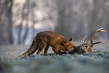 Red fox (Vulpes vulpes) eats on dead deer in winter, Eifel, Rhineland-Palatinate, Germany, Europe