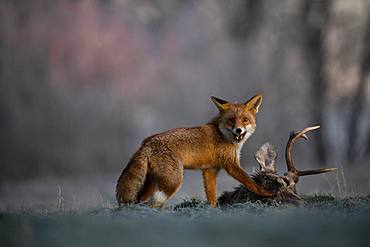 Red fox (Vulpes vulpes) eats on dead deer in winter, Eifel, Rhineland-Palatinate, Germany, Europe