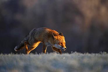 Red fox (Vulpes vulpes) laces in winter at hoarfrost, Eifel, Rhineland-Palatinate, Germany, Europe