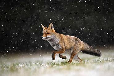 Red fox (Vulpes vulpes) runs during snowfall, Eifel, Rhineland-Palatinate, Germany, Europe