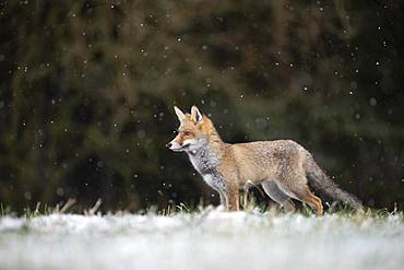 Red fox (Vulpes vulpes) during snowfall, Eifel, Rhineland-Palatinate, Germany, Europe