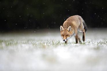 Red fox (Vulpes vulpes) runs during snowfall, Eifel, Rhineland-Palatinate, Germany, Europe