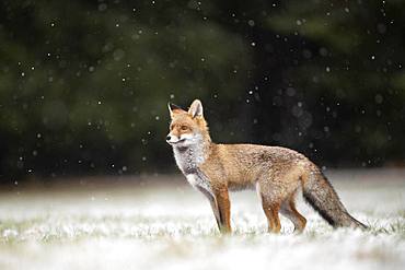 Red fox (Vulpes vulpes) during snowfall, Eifel, Rhineland-Palatinate, Germany, Europe