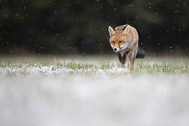 Red fox (Vulpes vulpes) runs during snowfall, Eifel, Rhineland-Palatinate, Germany, Europe