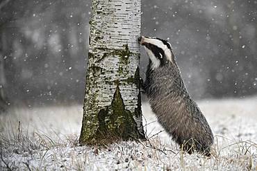 European badger (Meles meles) sniffs at tree in winter, Eifel, Rhineland-Palatinate, Germany, Europe