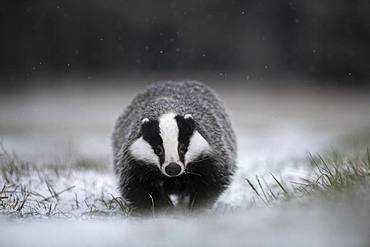 European badger (Meles meles) runs over snowy meadow during snowfall, Eifel, Rhineland-Palatinate, Germany, Europe