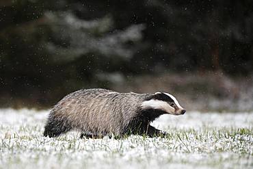 European badger (Meles meles) runs over snowy meadow during snowfall, Eifel, Rhineland-Palatinate, Germany, Europe