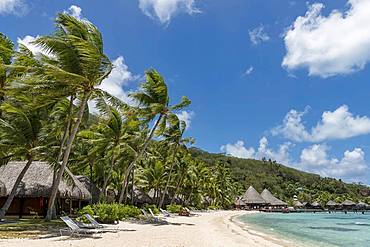 Bungalows on a sandy beach with palm trees, Marara Beach, Bora Bora, French Polynesia, Oceania