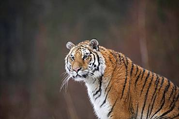 Siberian tiger (Panthera tigris altaica), sitting, animal portraitt, captive, Czech Republic, Europe