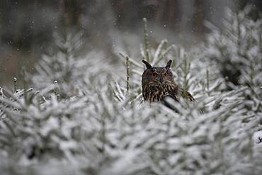 Eurasian eagle-owl (Bubo bubo) sitting in snowy conifers during snowfall, Eifel, Germany, Europe