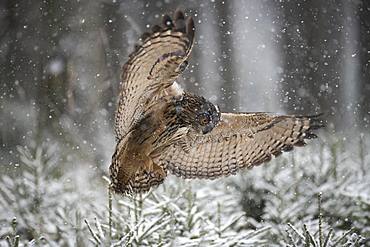 Eurasian eagle-owl (Bubo bubo) on approach over coniferous trees, snowfall, Eifel, Germany, Europe