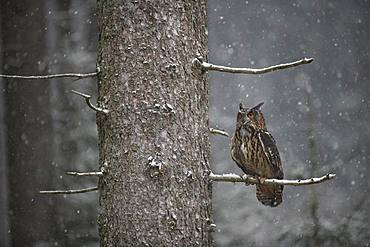 Eurasian eagle-owl (Bubo bubo) sitting on a branch during snowfall, Eifel, Germany, Europe