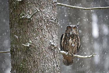 Eurasian eagle-owl (Bubo bubo) sitting on a branch during snowfall, Eifel, Germany, Europe