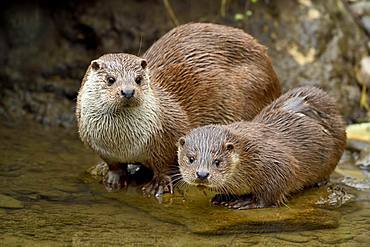 European otter (Lutra lutra), female with young animal sitting on stone on the bank of a pond, captive, Switzerland, Europe