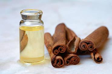 Cinnamon oil in bottle next to cinnamon bark, Germany, Europe