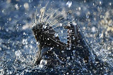 California sea lion (Zalophus californianus), male, splashing in water, animal portrait, close-up, captive, Germany, Europe