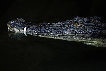 Saltwater crocodile (Crocodylus porosus), animal portrait, captive, Germany, Europe