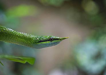 Rhinoceros ratsnake (Gonyosoma boulengeri), alto-animal, captive, animal portrait, China, Asia