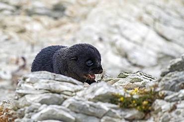 New Zealand fur seal (Arctocephalus forsteri), young animal on rock, Kaikoura, Canterbury, South Island, New Zealand, Oceania