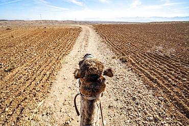 Riding a dromedary (Camelus dromedarius) on Agafay desert, Marrakech, Morocco, Africa