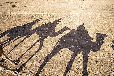 Shadows of dromedaries (Camelus dromedarius) caravan on the desert Agafay, Marrakech, Morocco, Africa