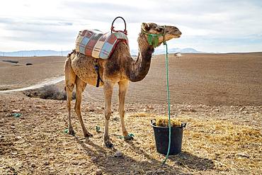 Dromedary (Camelus dromedarius) on Agafay desert, Marrakech, Morocco, Africa