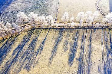 Field path through birch avenue with hoarfrost, Schwaigwall, near Geretsried, drone shot, Upper Bavaria, Bavaria, Germany, Europe